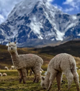 alpacas en the mountain of ausangate