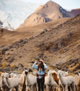 llamas in the trekking ausangate