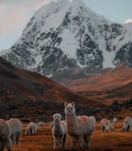 ausangate mountain and alpacas