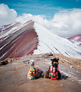llamas in rainbow mountain